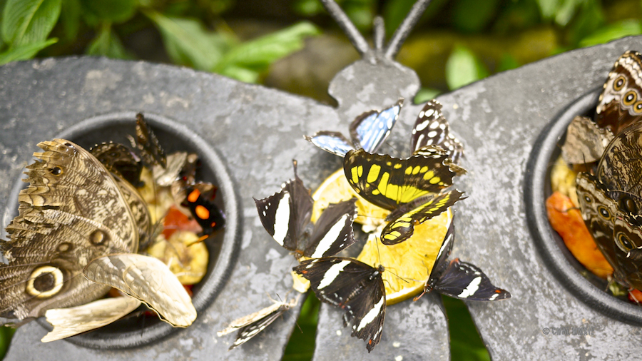 LaPaz.Lepidoptera.08-1280018
