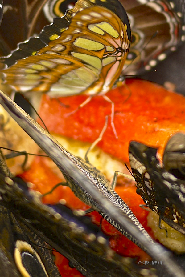LaPaz.Lepidoptera.09-1280022