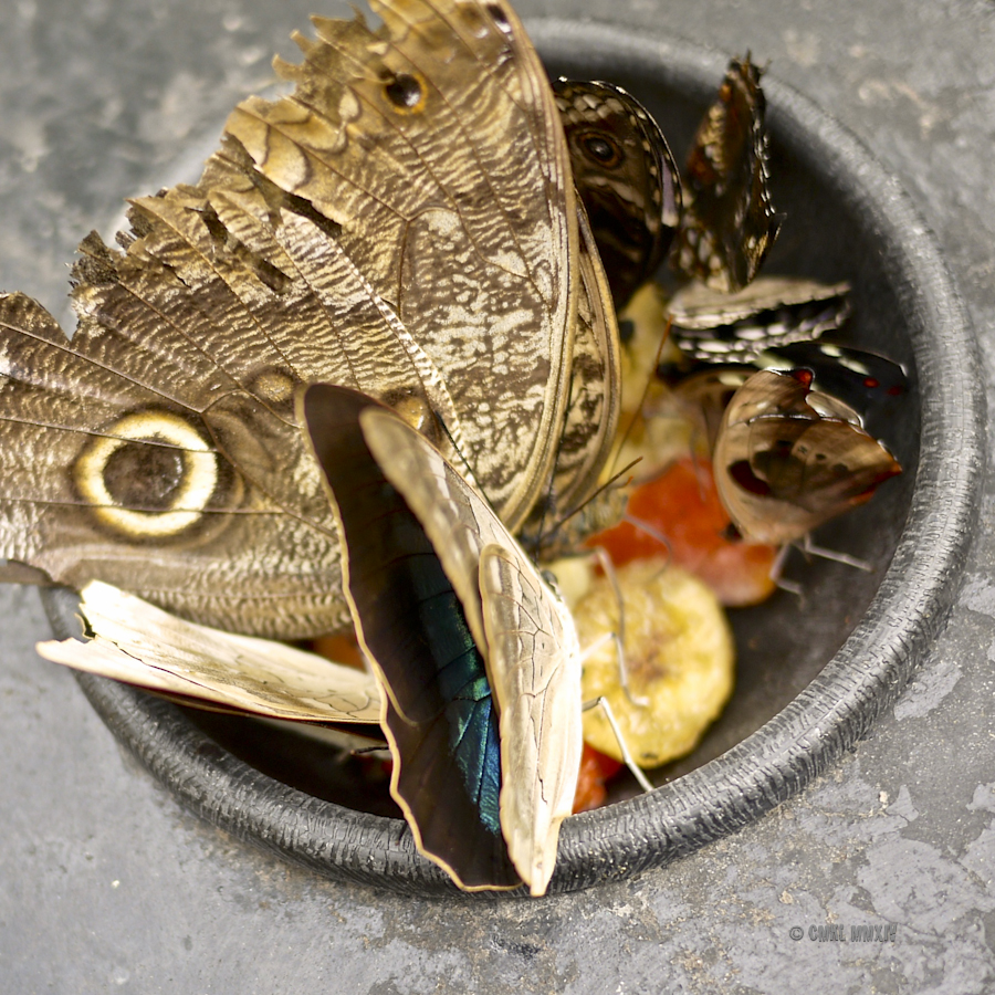 LaPaz.Lepidoptera.10A-1280045