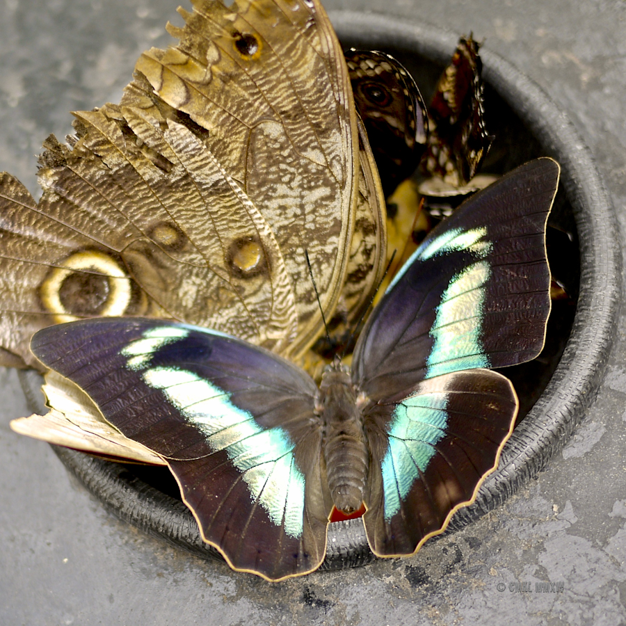 LaPaz.Lepidoptera.10B-1280046