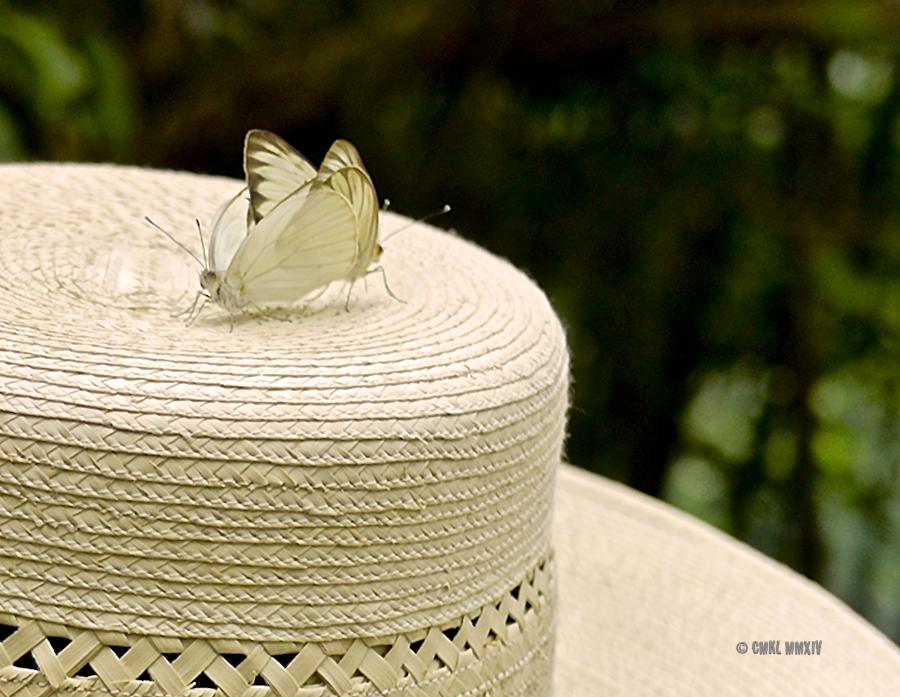 LaPaz.Lepidoptera.13-1280102