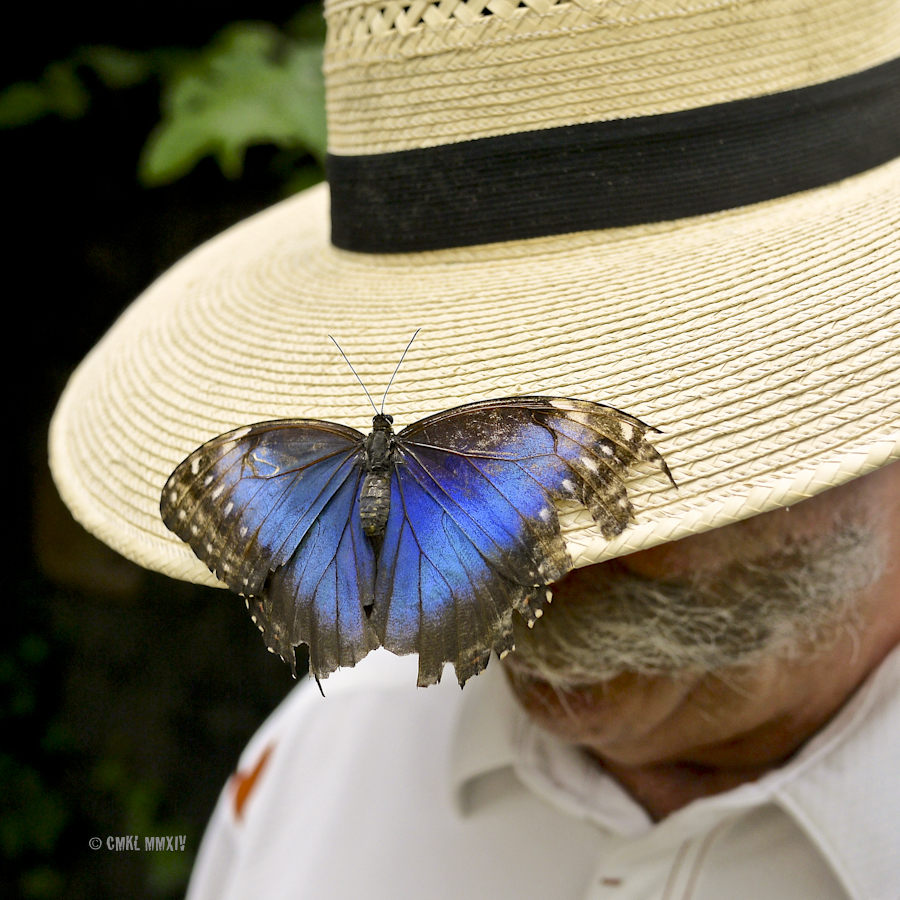 LaPaz.Lepidoptera.14-1280105
