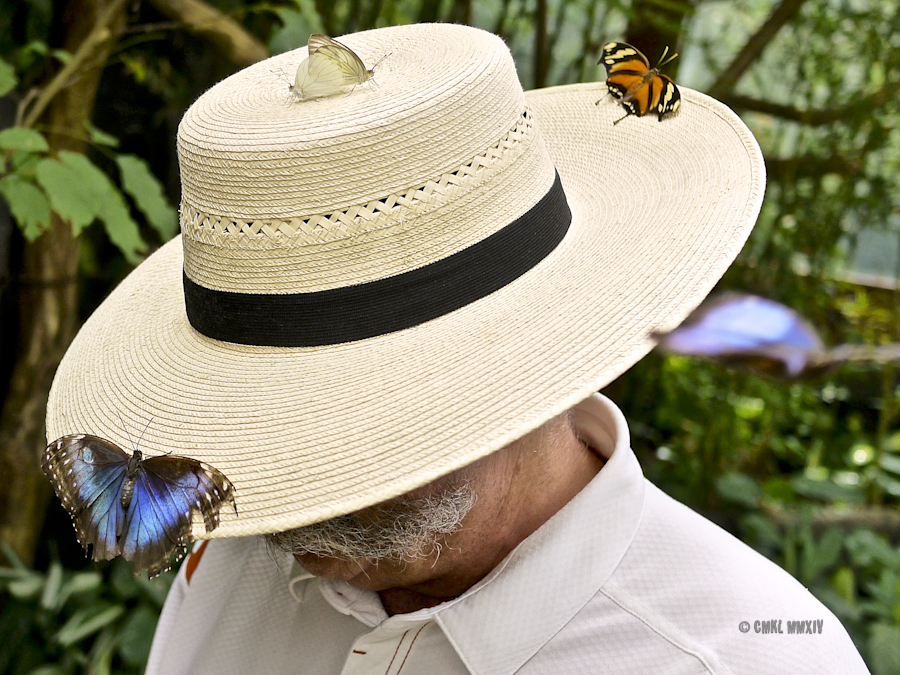 LaPaz.Lepidoptera.15-1280108