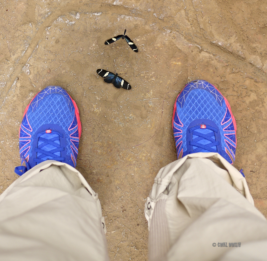 LaPaz.Lepidoptera.16-1280110