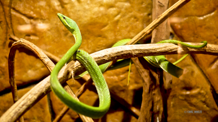 LaPaz.Ophidia.01-1280164