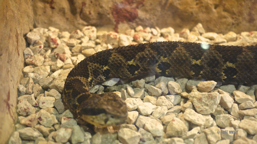 LaPaz.Ophidia.02A-1280160