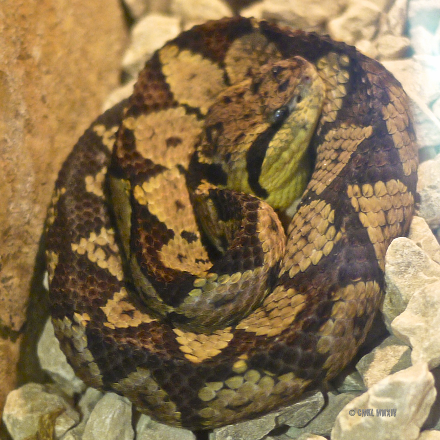 LaPaz.Ophidia.03-1280156