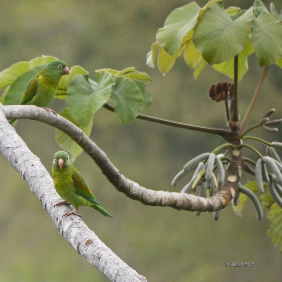 Clown Number one and two