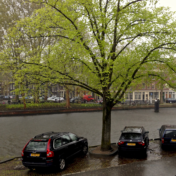 There was a lovely green glow all along the canal created by the intense , almost neon green of the wet fresh leaves.
