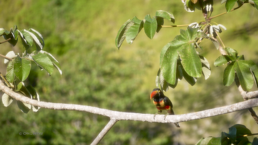 Aracari.01-1370582