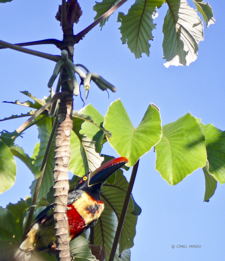 oggling the fruit stand above her head