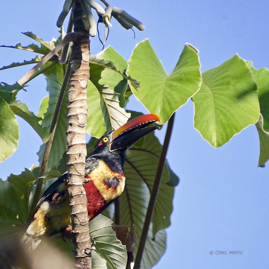 Swallowed the piece of fruit