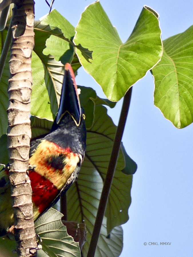 Look up, girl. Fruit hang high and aren't white.