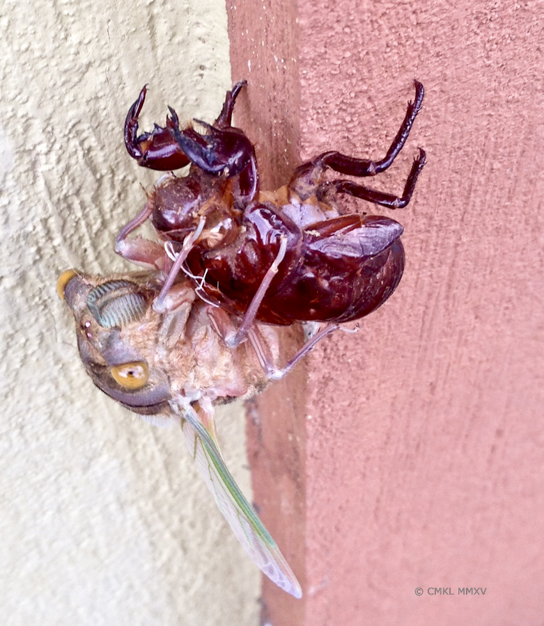 note the heavy digging claws of the exuvia, the now empry nymph exoskeleton. The nymphs live under ground and the last instar has to dig out to allow the adult imago to emmerge. 