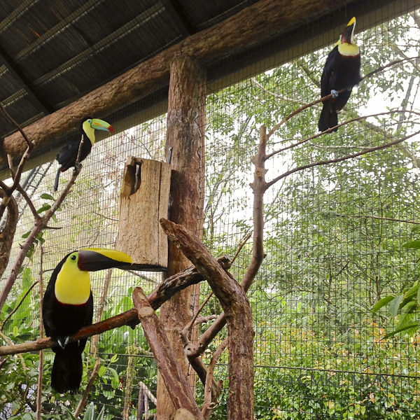 2 Chestnut-mandidled & 1 Keel-billed Toucan