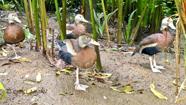 Dendrocygna autumnalis, Anatidae - Black-bellied Whistling-Ducks, 53cm/21