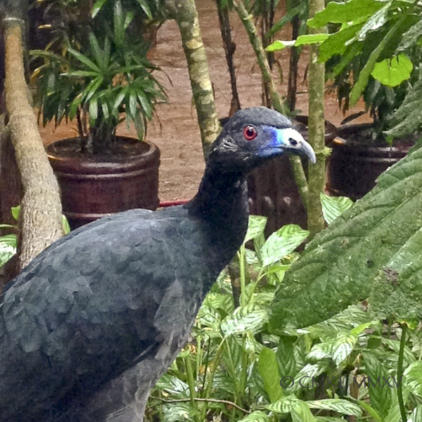 Chamaepetes unicolor,Crasidae, Galliformes - Black Guan Black plumage with blue facial skin & red eyes
