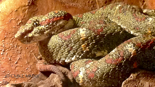Bothriechis schlegelii, Viperidae - Eyelash Palm-Pitviper 