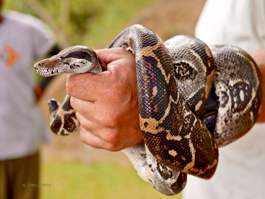 Doesn't she look exactly like Kaa?