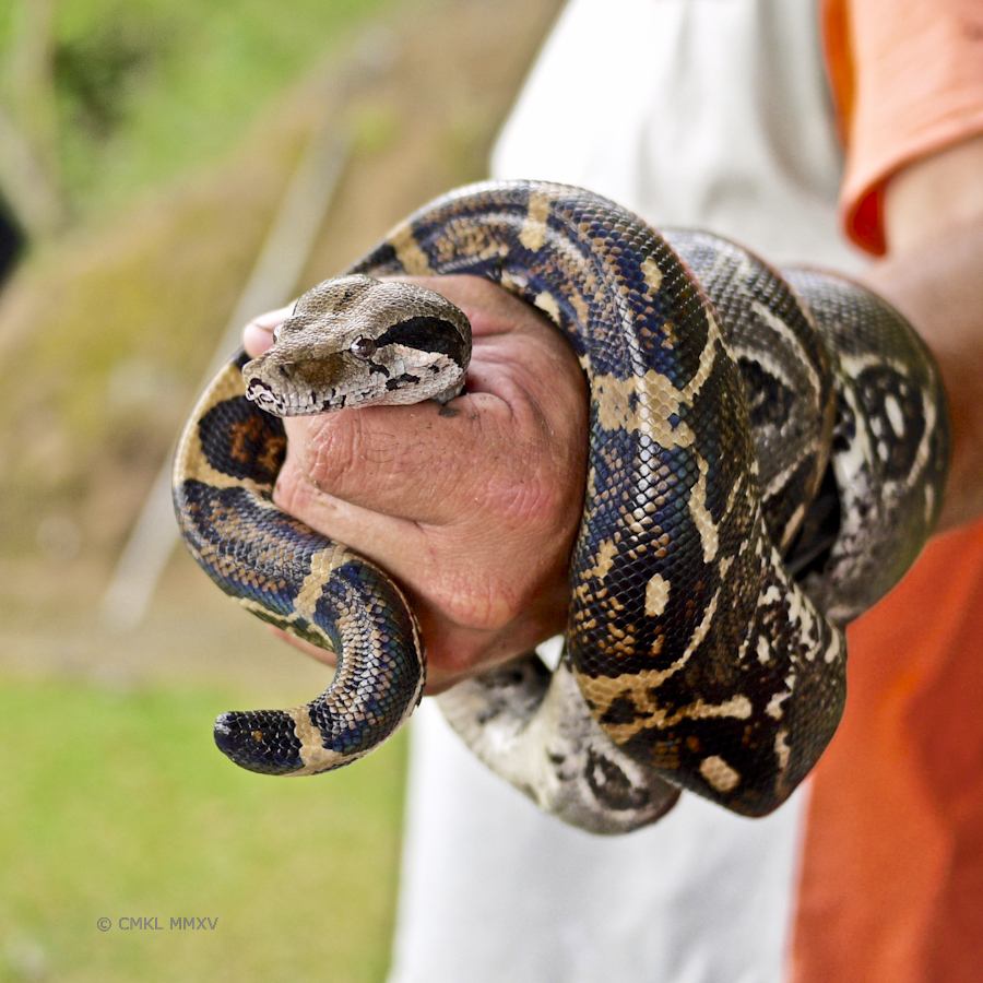 Snake.08-1370401