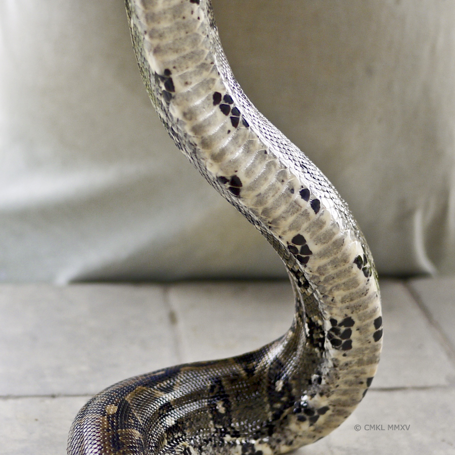 Wide belly scales