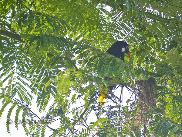 Montezuma oropendola - Psarocolius montezuma, Icteridae The largest blackbird in Central America