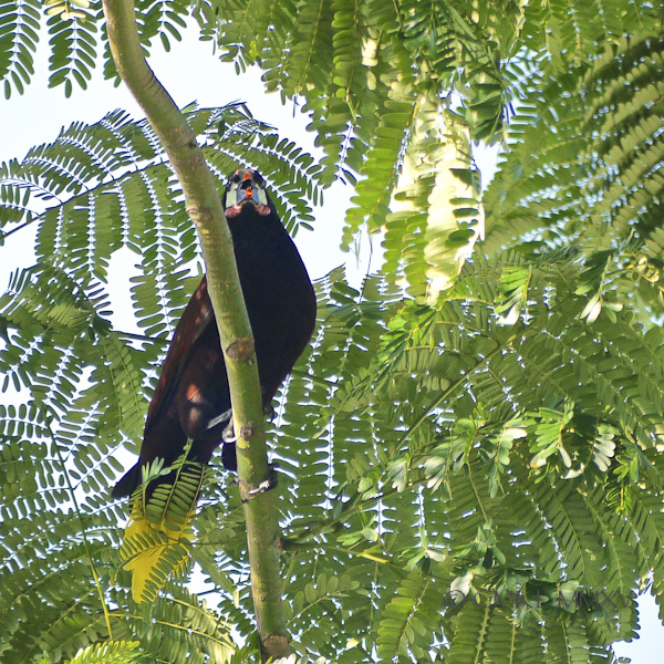 Oropendula.04-1380044