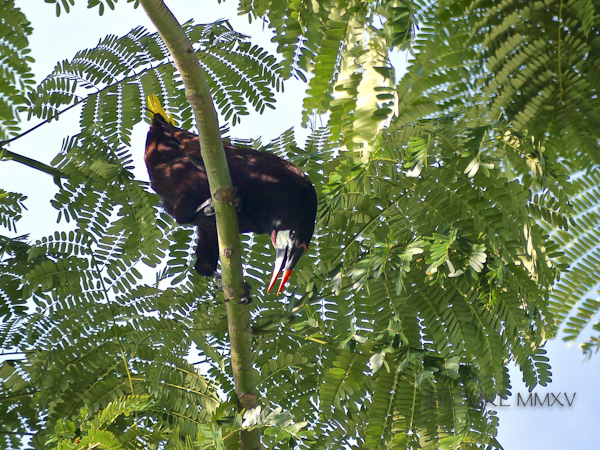 Oropendula.05-1380047