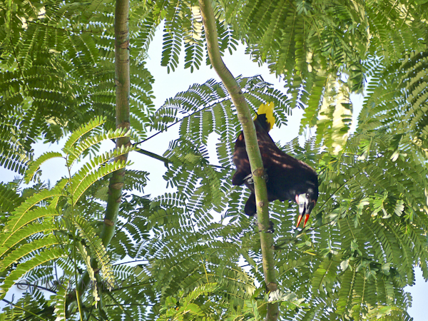 Oropendula.06-1380049