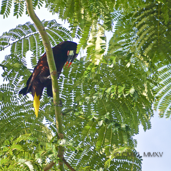 Oropendula.08-1380053