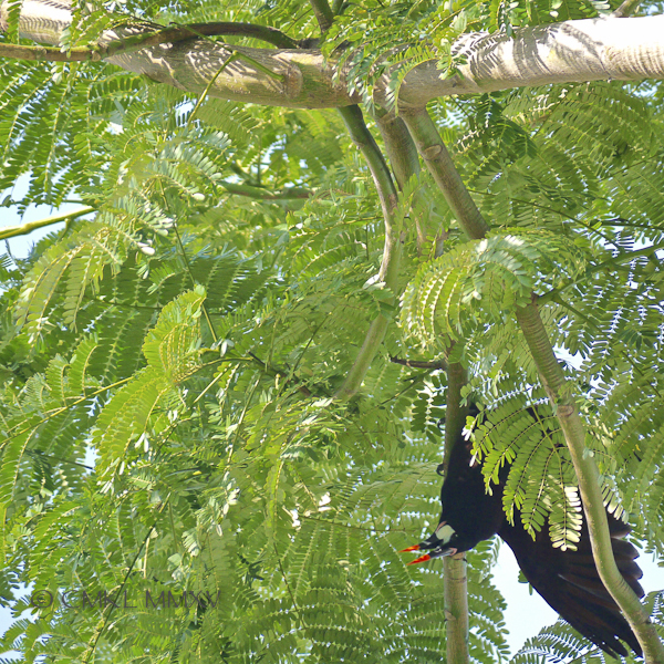 Oropendula.10-1380063