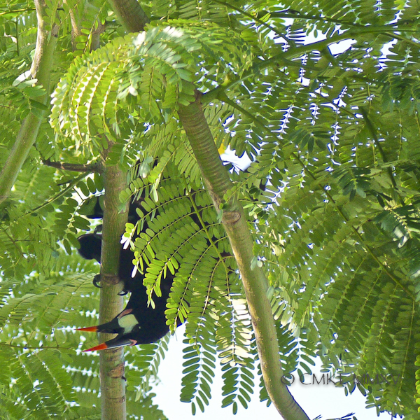 Oropendula.11-1380064