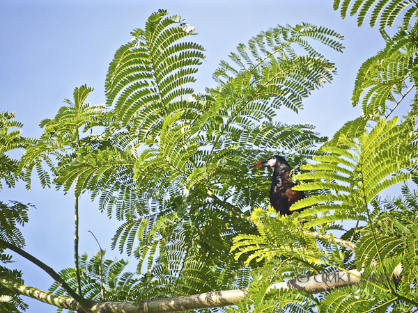 Oropendula.14-1380093