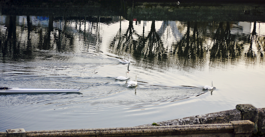 Xmas.Swans.06-1430914