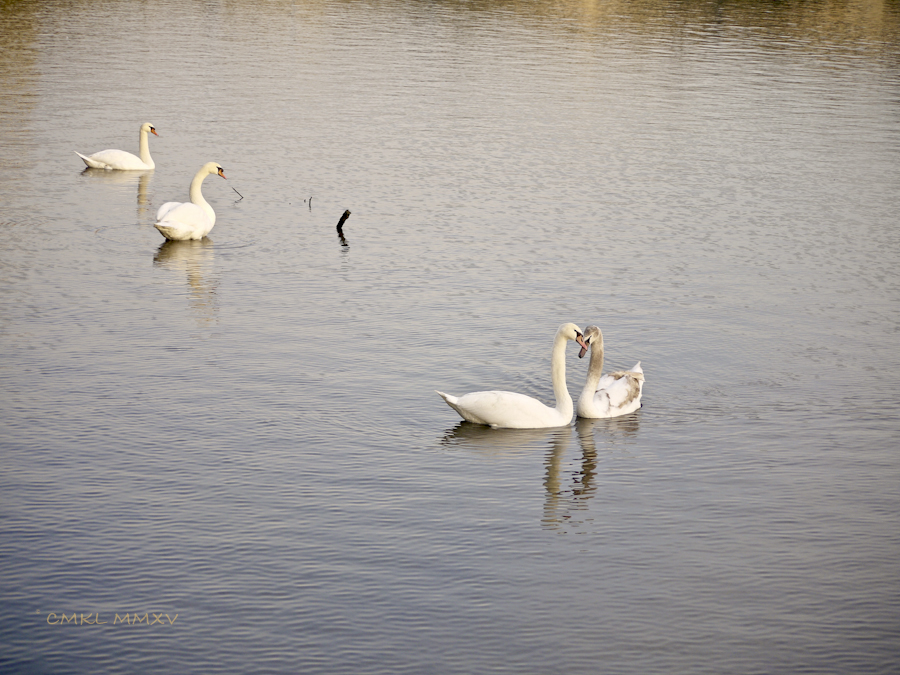 Xmas.Swans.13-1430957