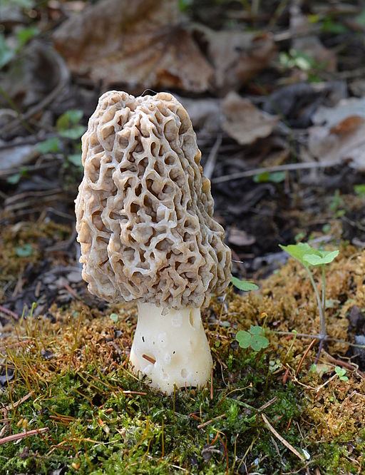 Morchella_americana_closer