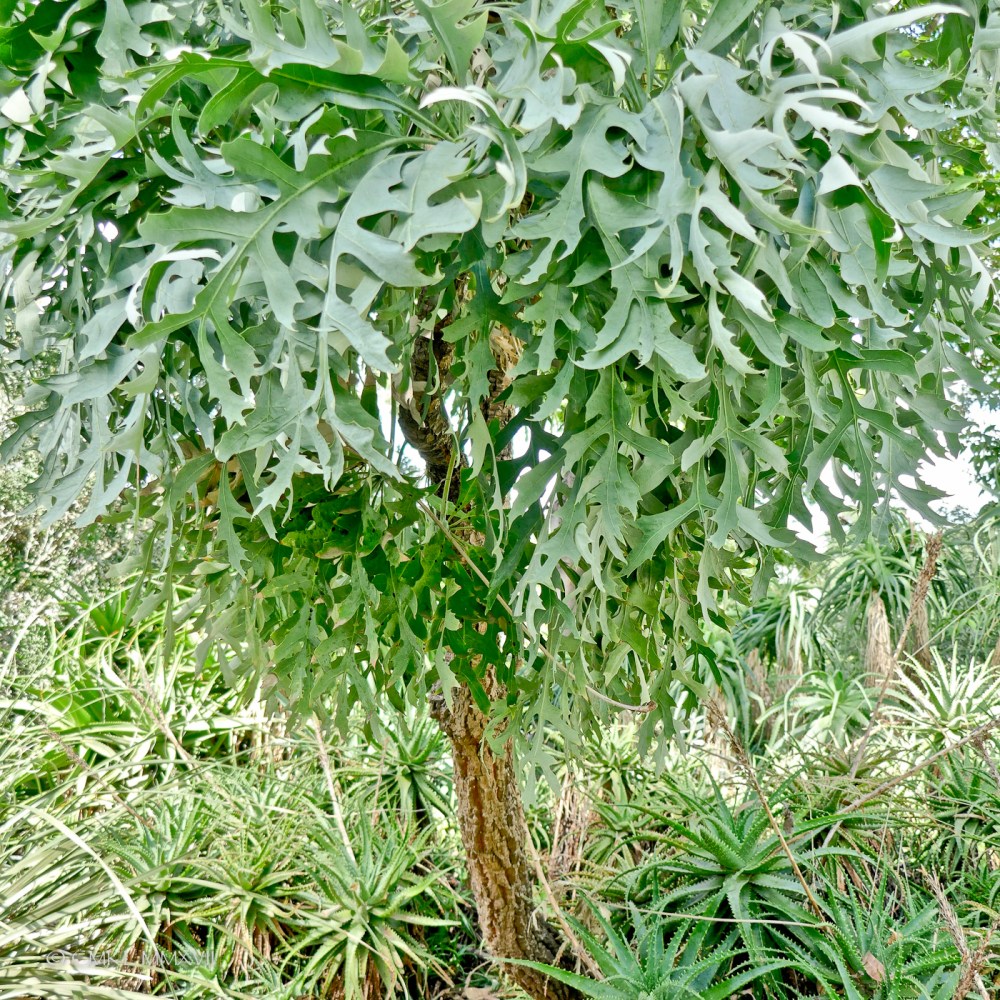 Home.Exchange.Melbourne.BotanicalGardens