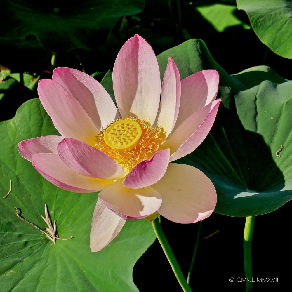 Home.Exchange.Melbourne.BotanicalGardens