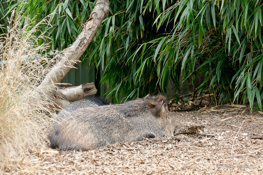 Home.Exchange.Melbourne.Zoo