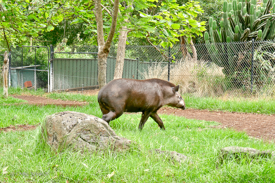 Home.Exchange.Melbourne.Zoo