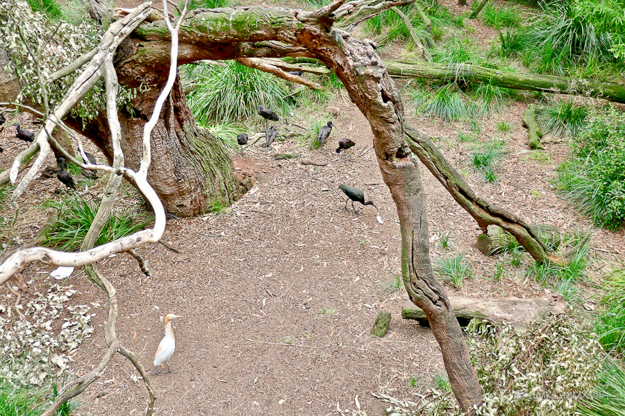 Home.Exchange.Melbourne.Zoo