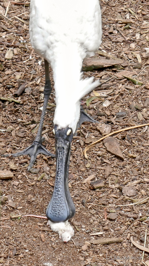 Home.Exchange.Melbourne.Zoo