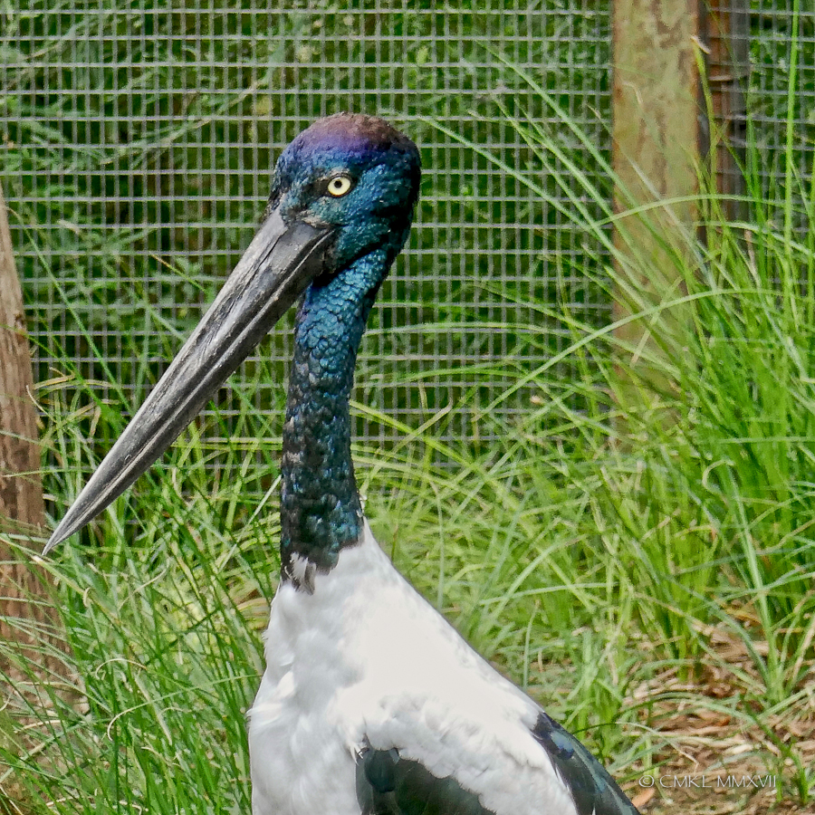 Home.Exchange.Melbourne.Zoo