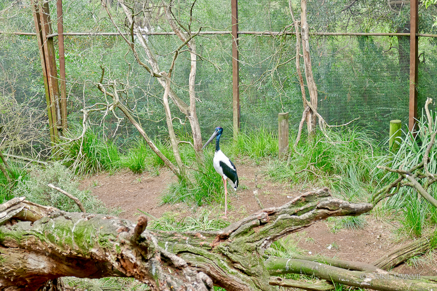 Home.Exchange.Melbourne.Zoo