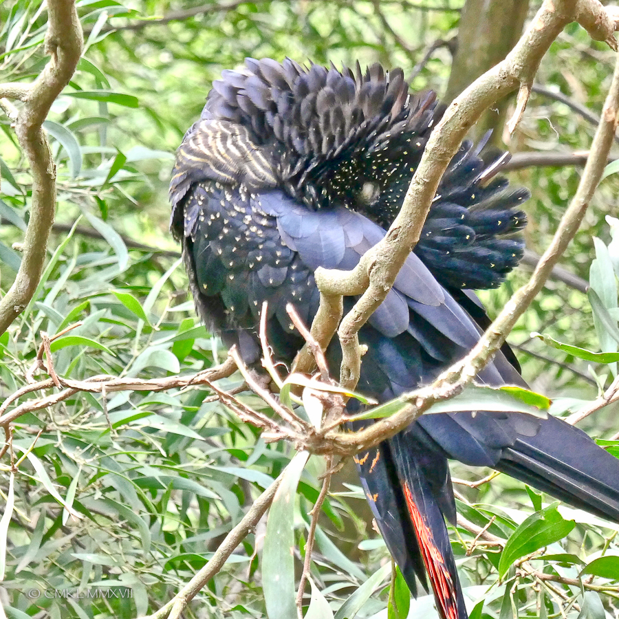 Home.Exchange.Melbourne.Zoo