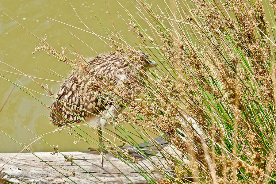 Home.Exchange.Melbourne.Zoo