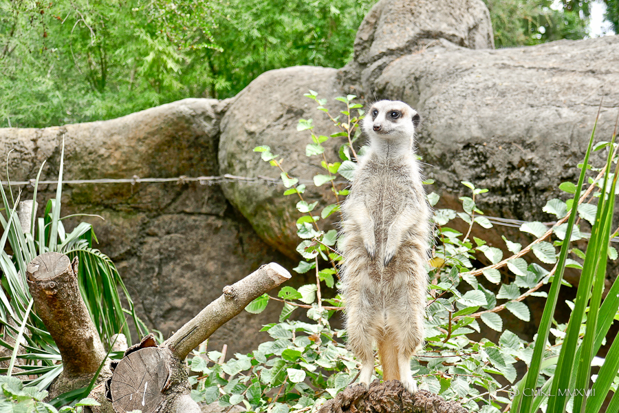 Home.Exchange.Melbourne.Zoo