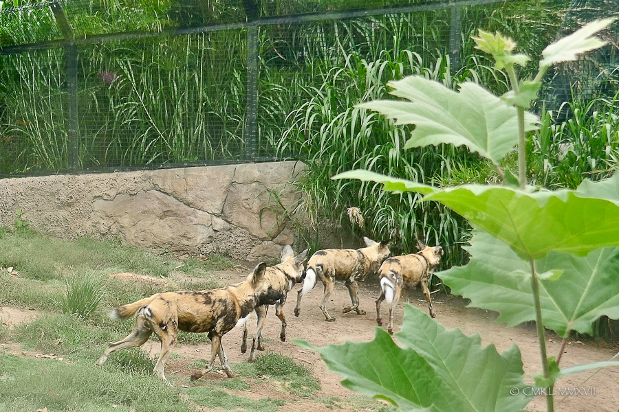 Home.Exchange.Melbourne.Zoo