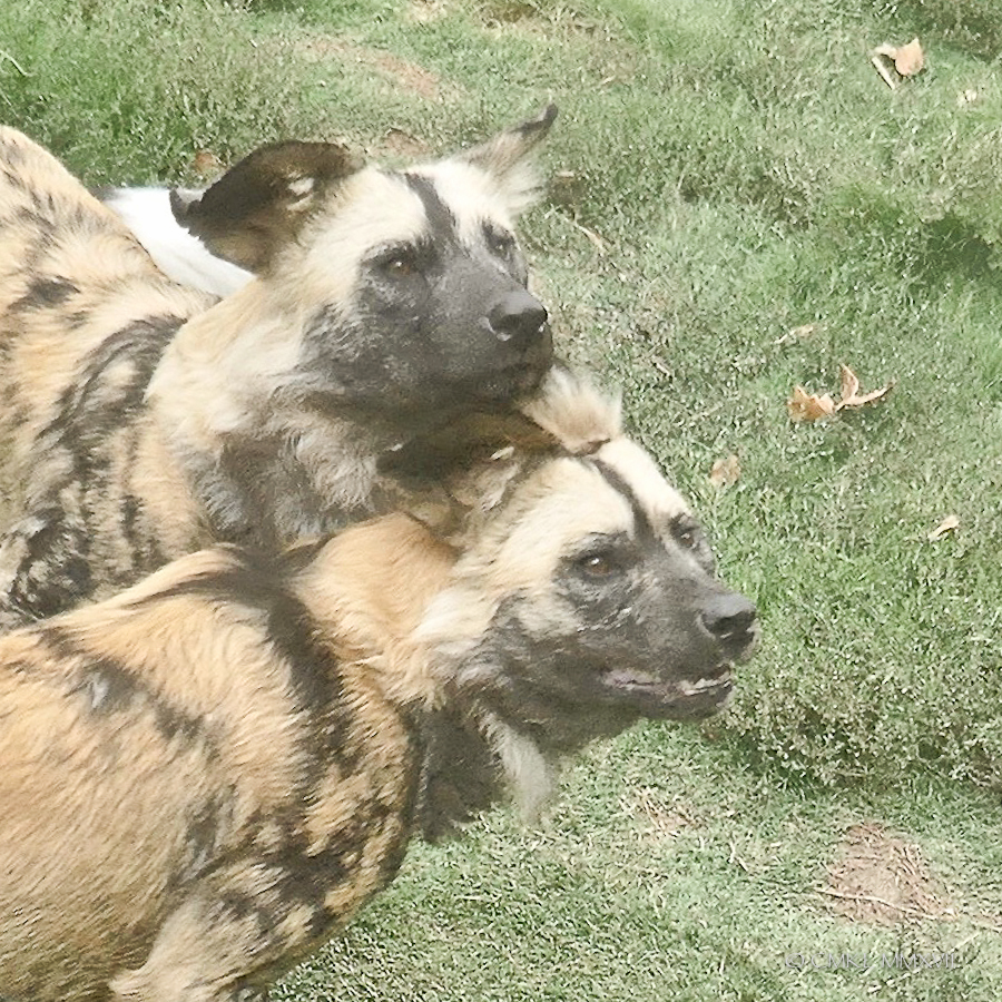 Home.Exchange.Melbourne.Zoo