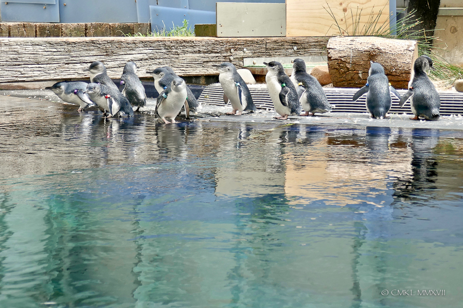 Home.Exchange.Melbourne.Zoo
